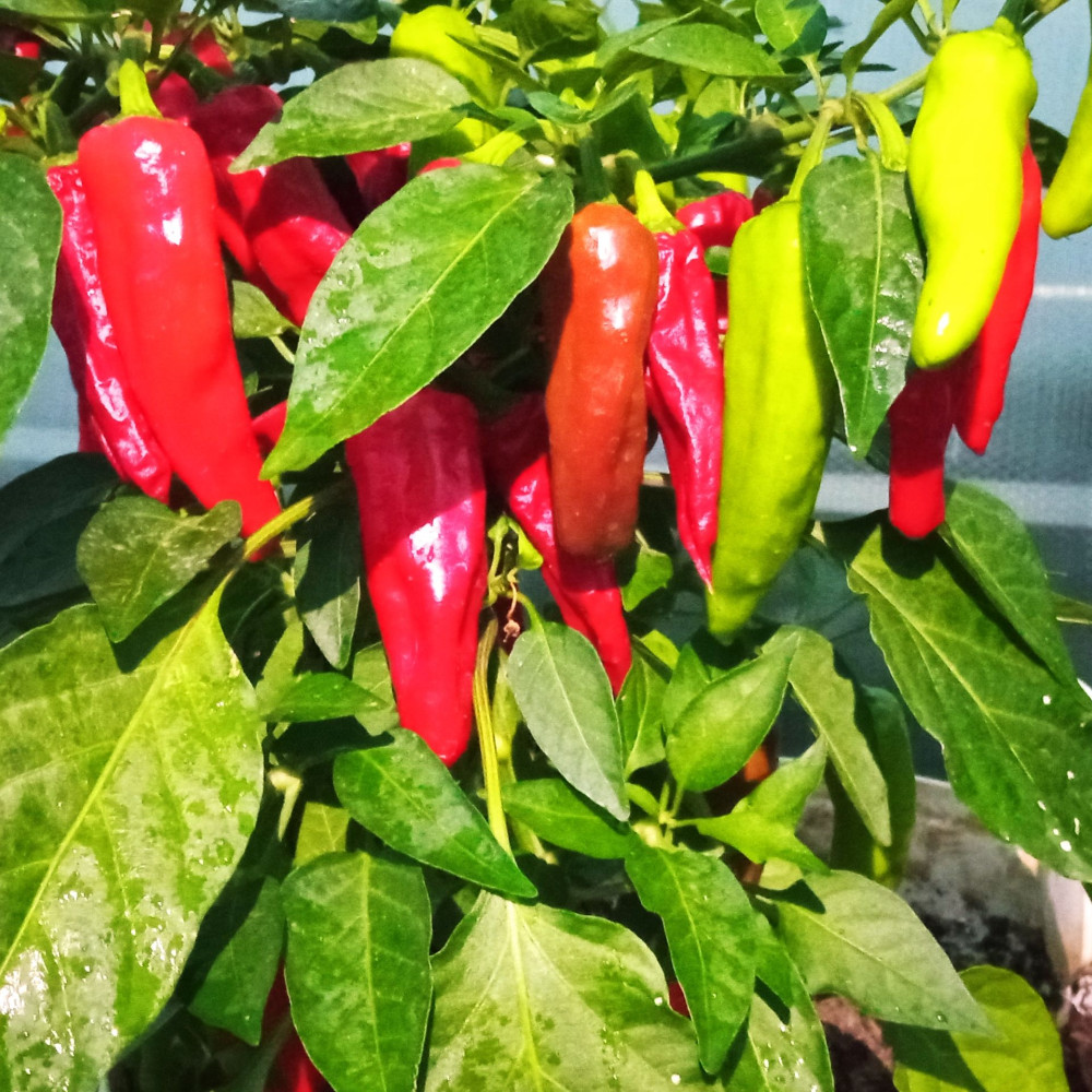 Семена острого перца Ghiacciolo rosso-1