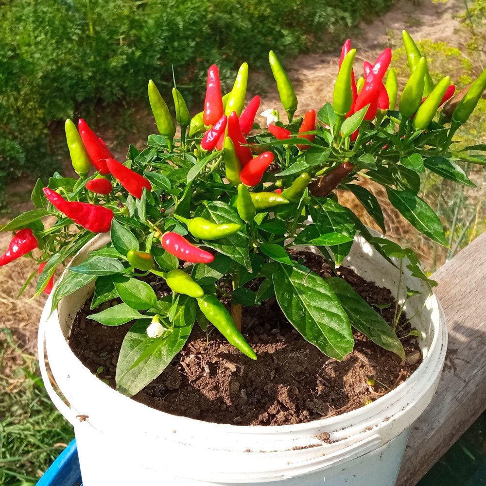 Семена острого перца Thai mini red-1