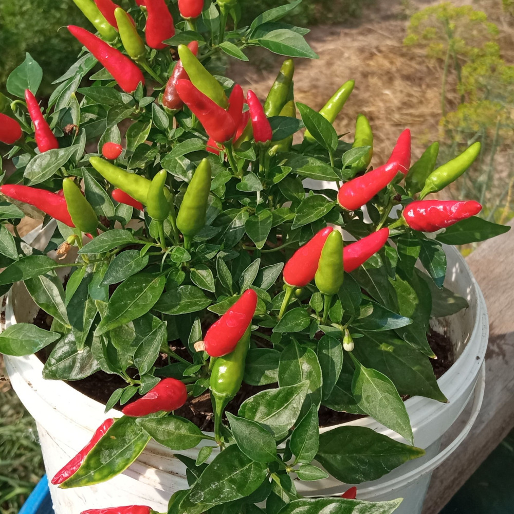 Семена острого перца Thai mini red-2