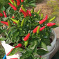 Семена острого перца Thai mini red