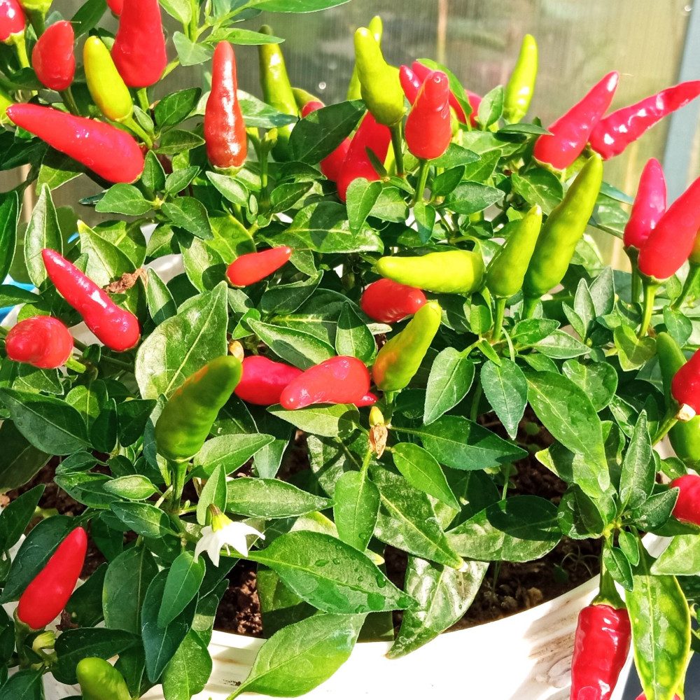 Семена острого перца Thai mini red