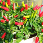 Семена острого перца Thai mini red