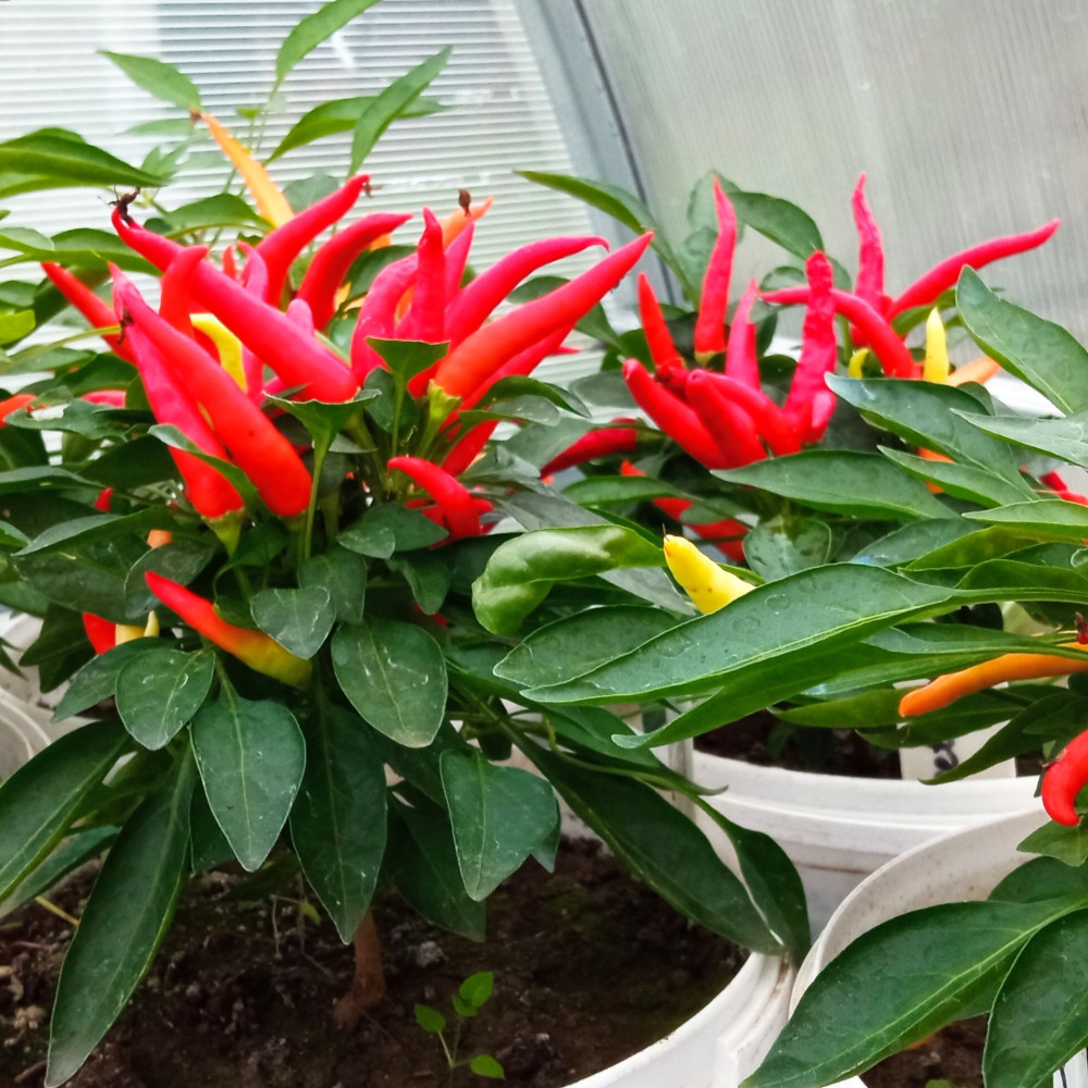 Семена острого перца Poinsettia-2