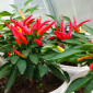 Семена острого перца Poinsettia