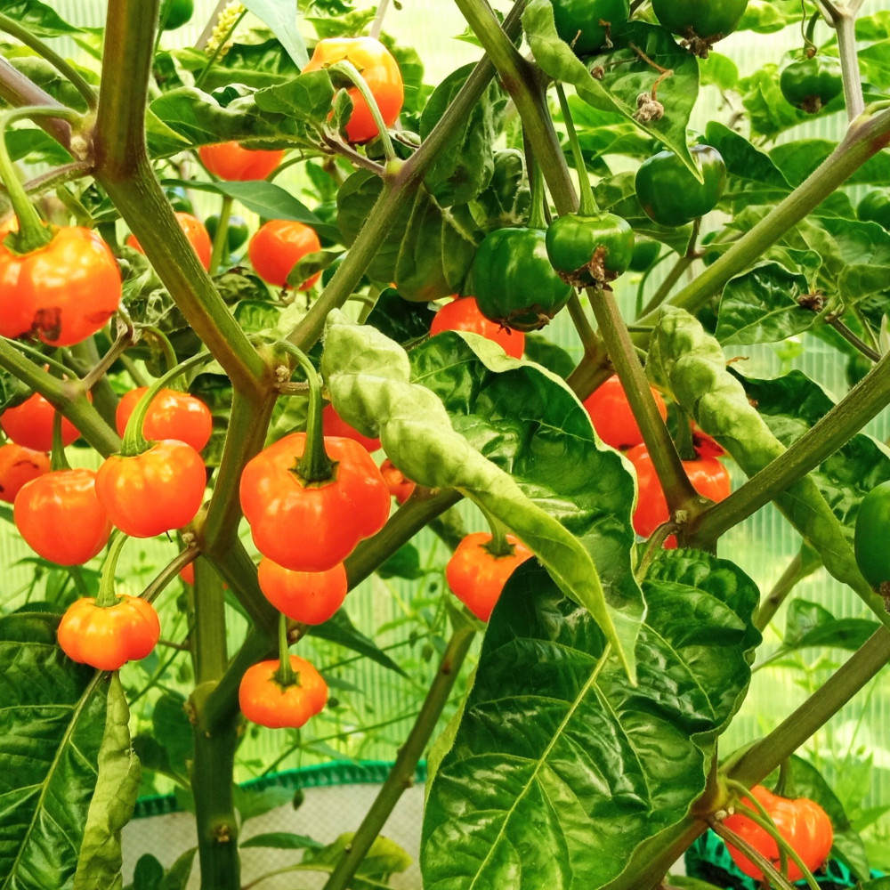 Семена острого перца Charapon amarillo-2