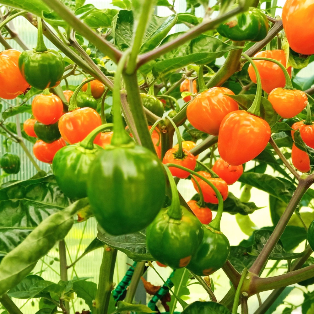 Семена острого перца Charapon amarillo-3