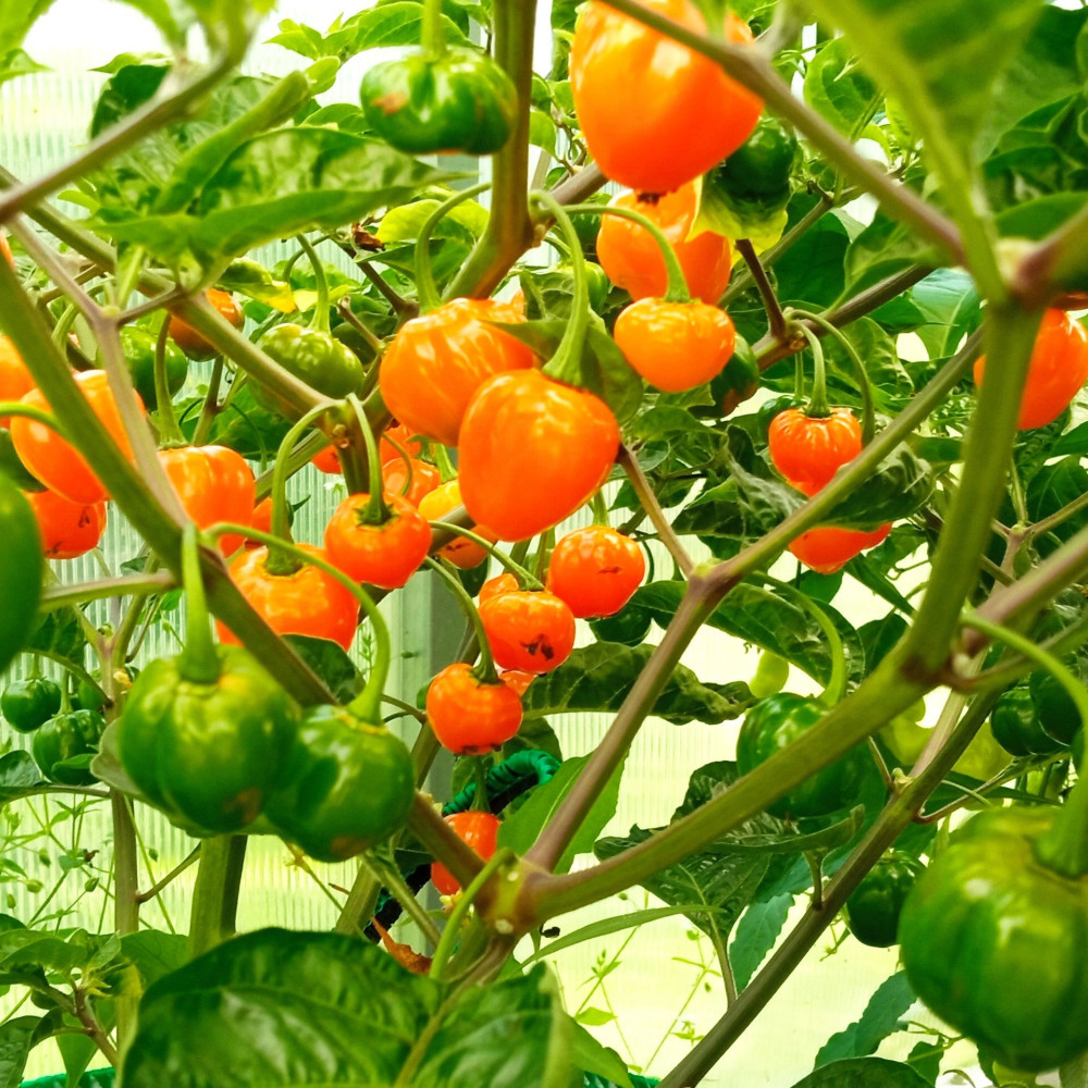 Семена острого перца Charapon amarillo-1