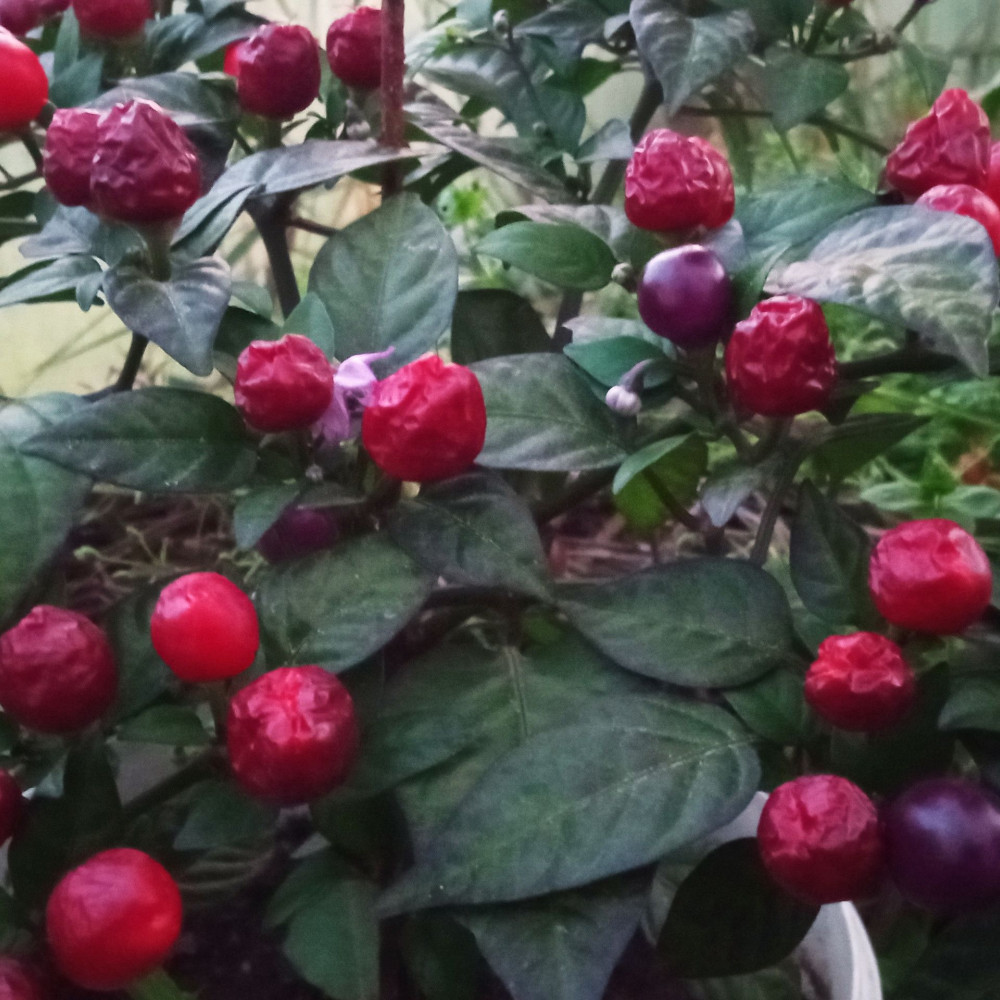 Семена острого перца Pretty in purple-1