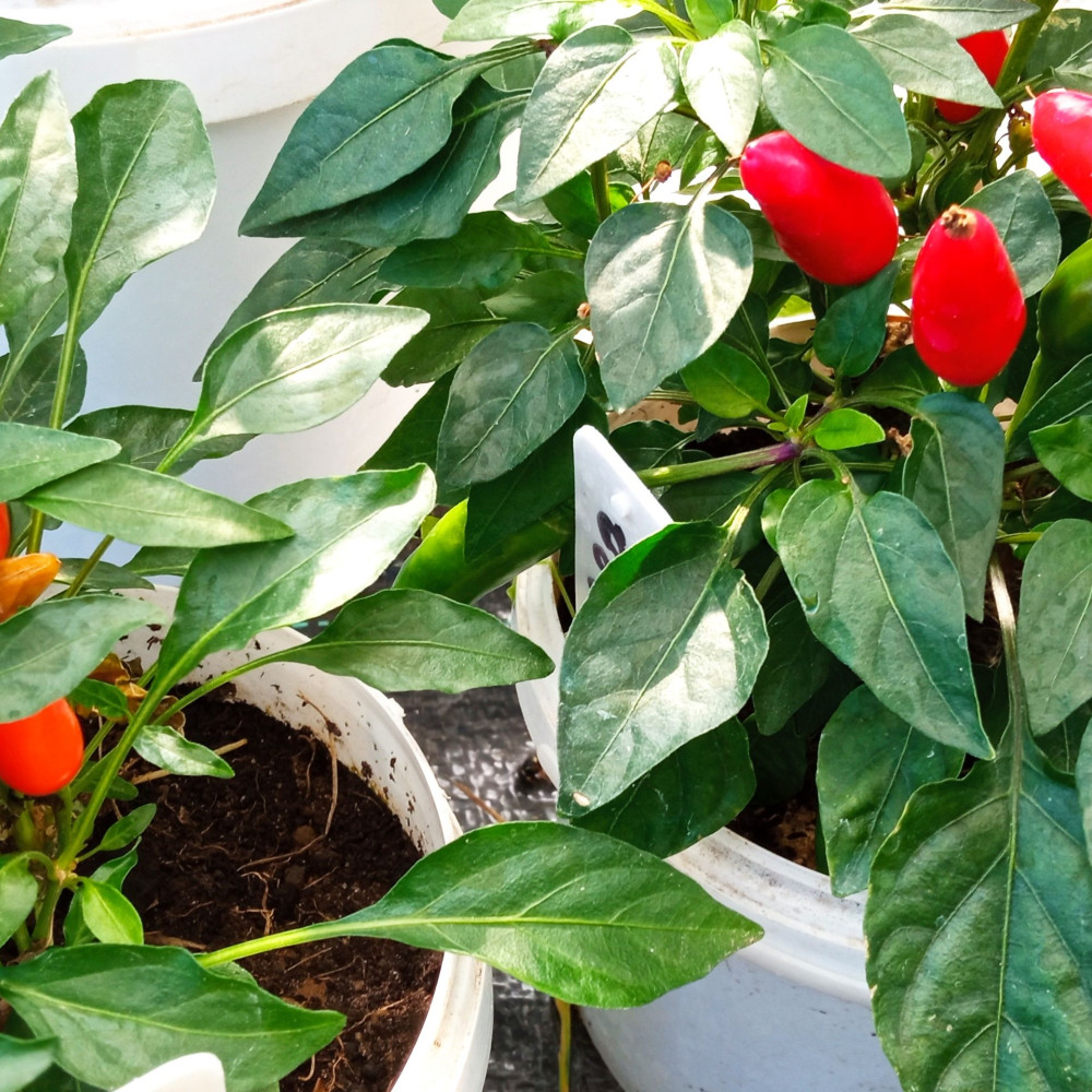 Семена острого перца Salsa Orange