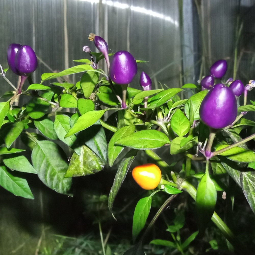 Семена острого перца Pretty in purple-2