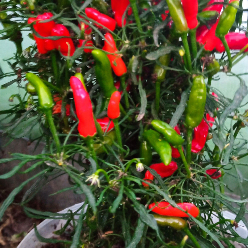 Семена острого перца Candlelight Mutant-1