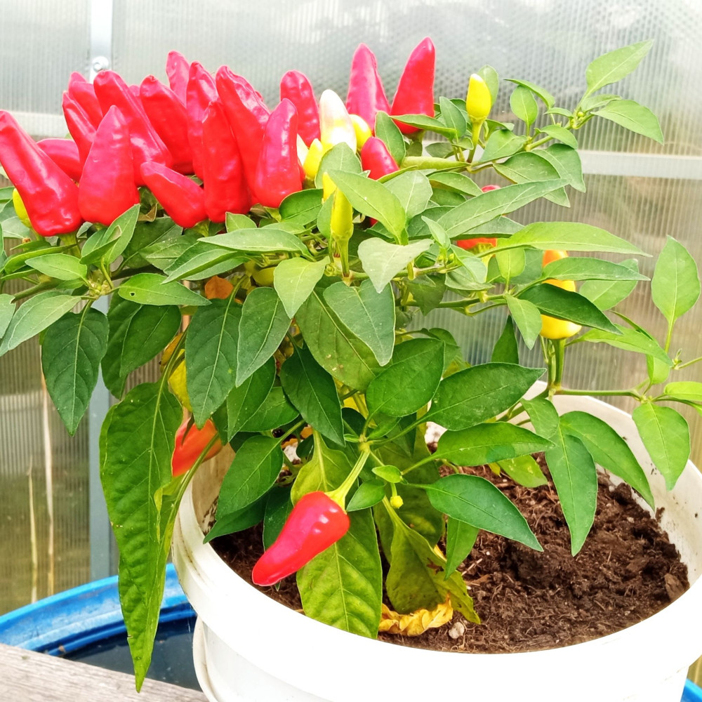 Семена острого перца Ren hot-1