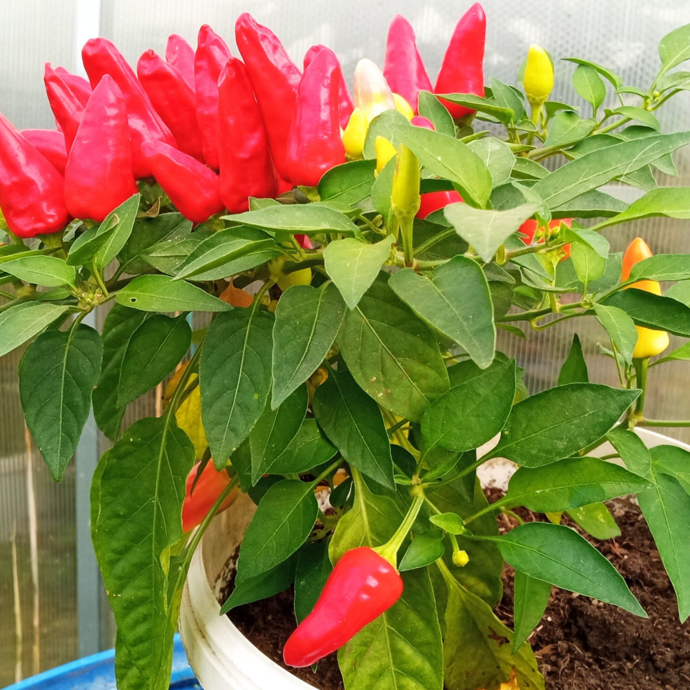 Семена острого перца Ren hot-2