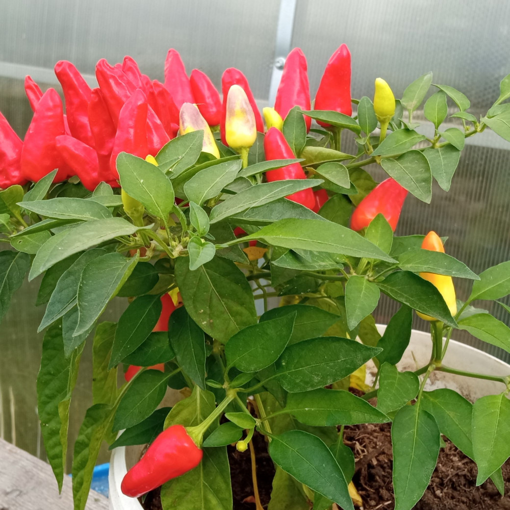 Семена острого перца Ren hot-3