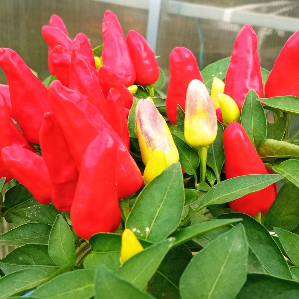 Семена острого перца Ren hot