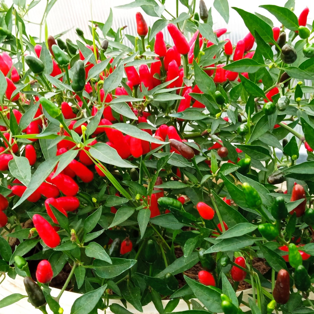 Семена острого перца Thai Hot-1