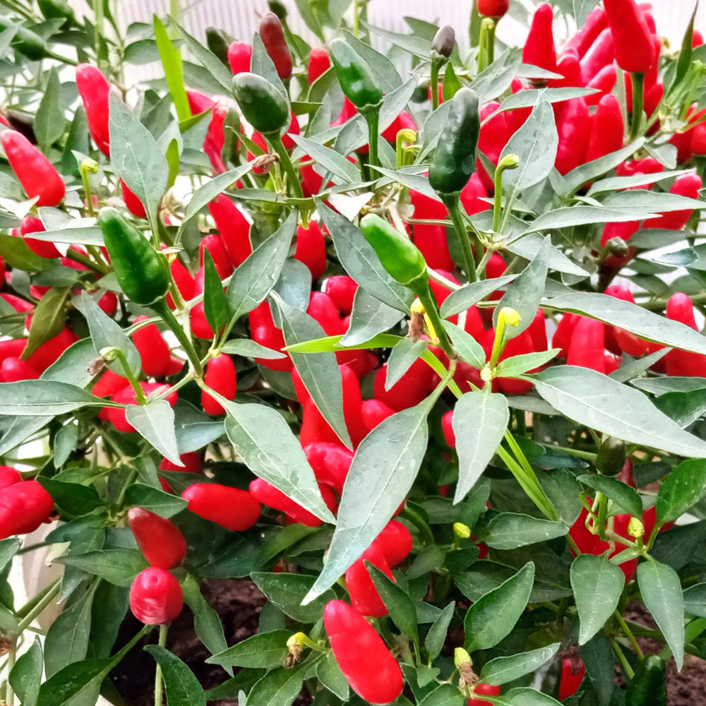 Семена острого перца Thai Hot