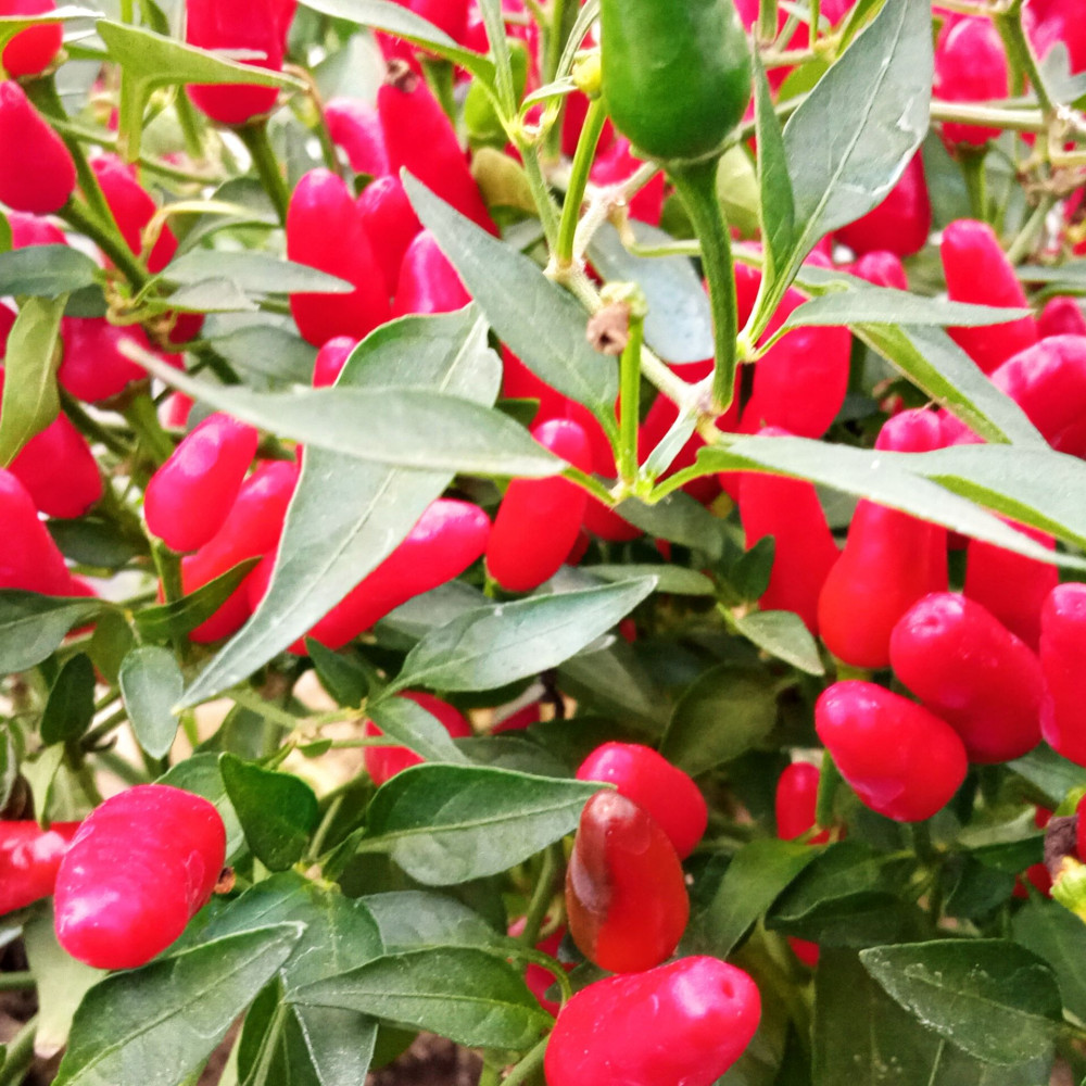 Семена острого перца Thai Hot-2