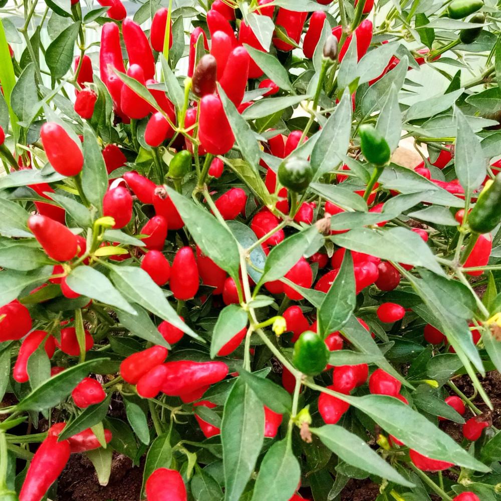 Семена острого перца Thai Hot-3