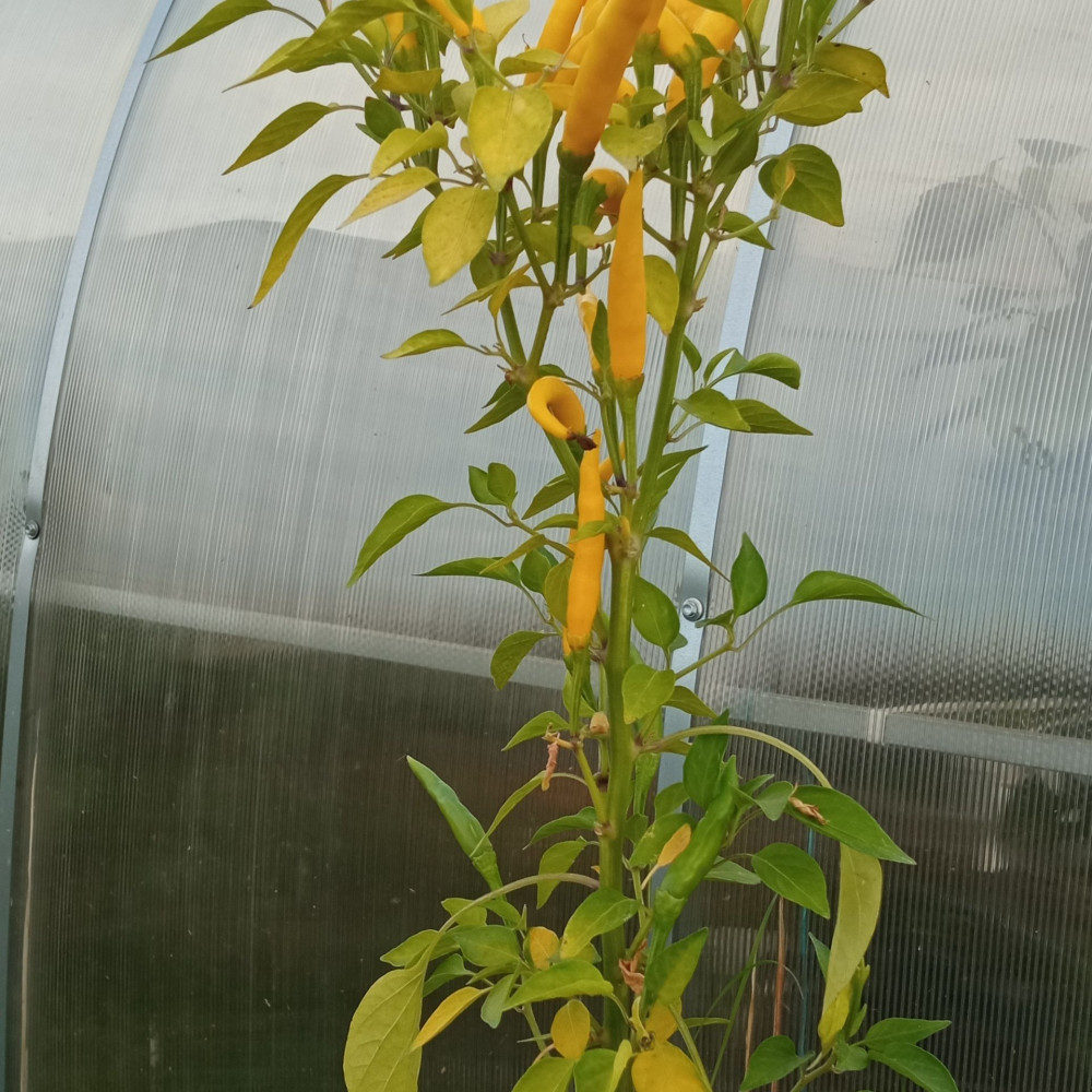 Семена острого перца Thai dragon yellow-3