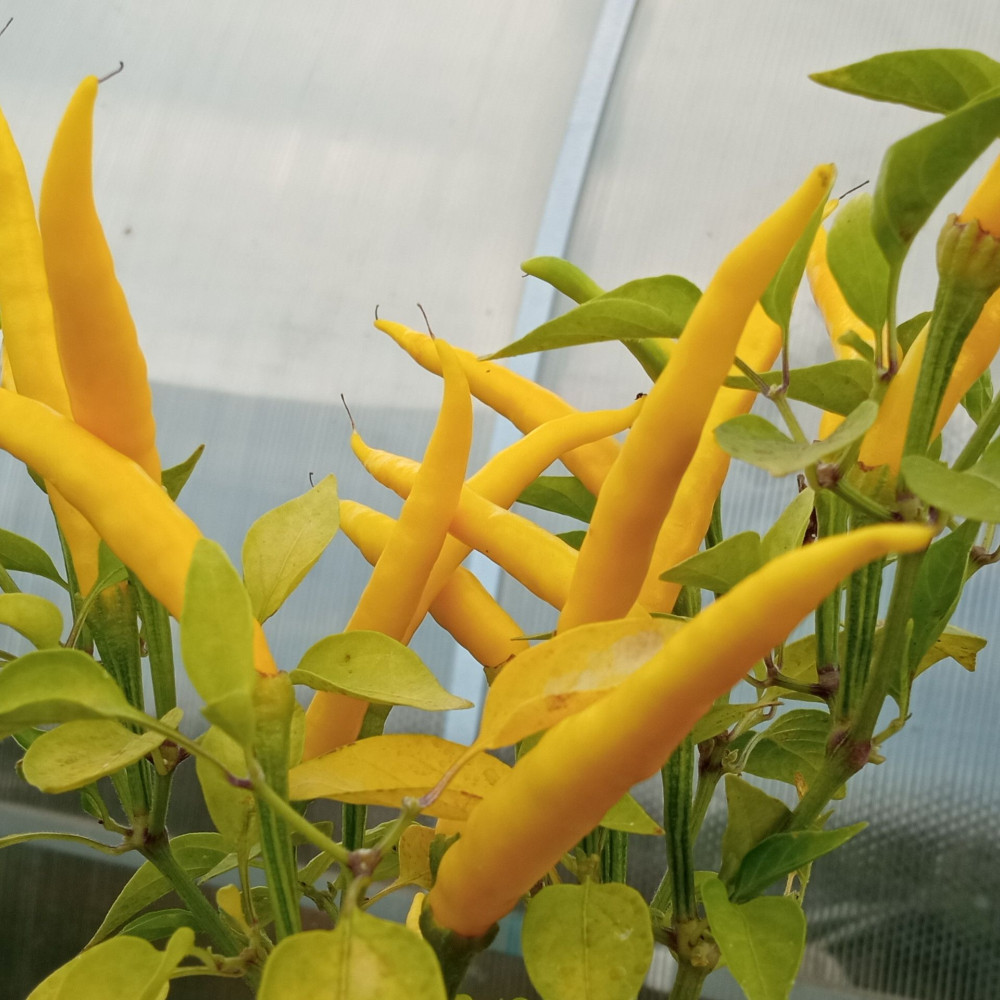 Семена острого перца Thai dragon yellow-2