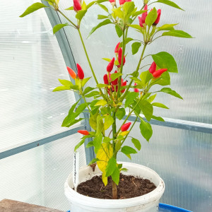 Ornamental Masquerade