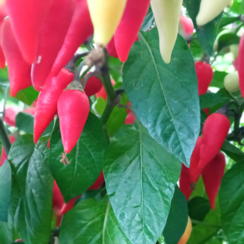 Семена острого перца Purple gum brazil-2