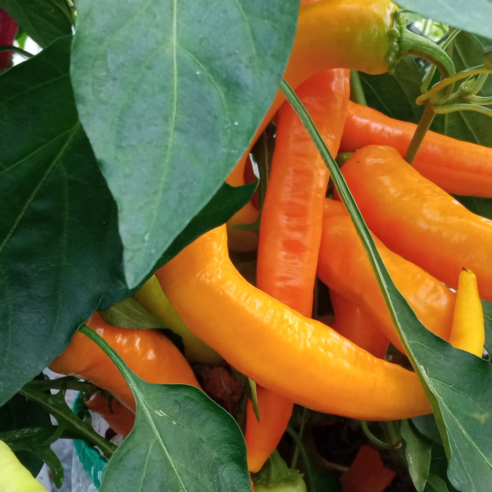 Семена острого перца Цицак жёлтый-2