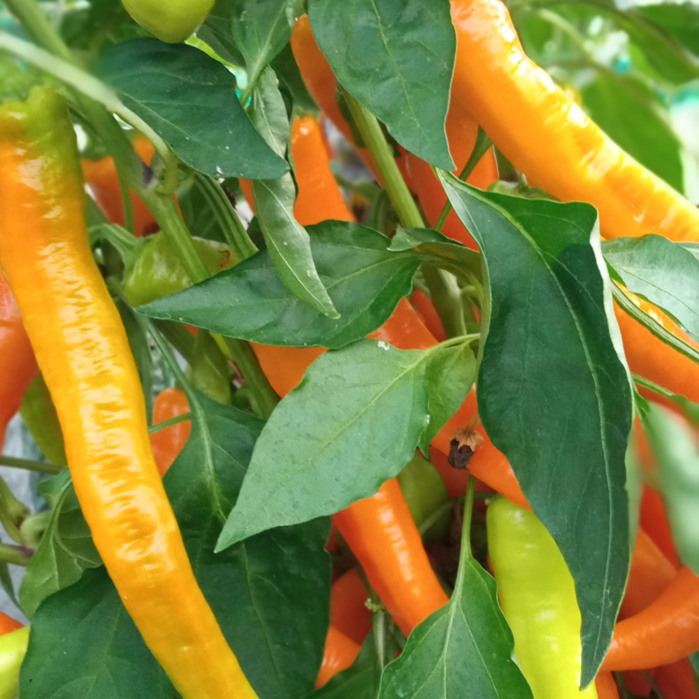 Семена острого перца Цицак жёлтый-3