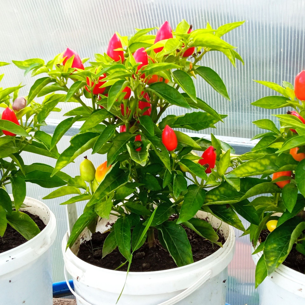 Семена острого перца Autumn daylight-1