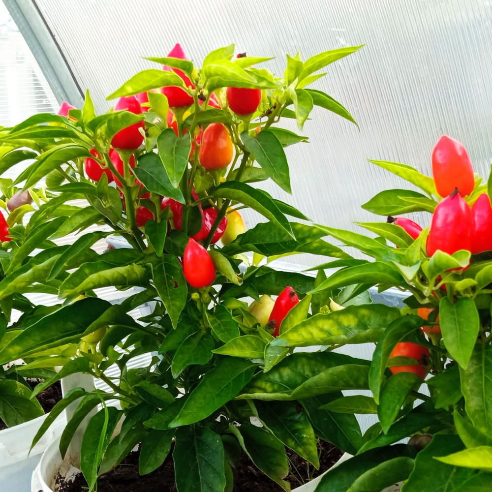 Семена острого перца Autumn daylight-2