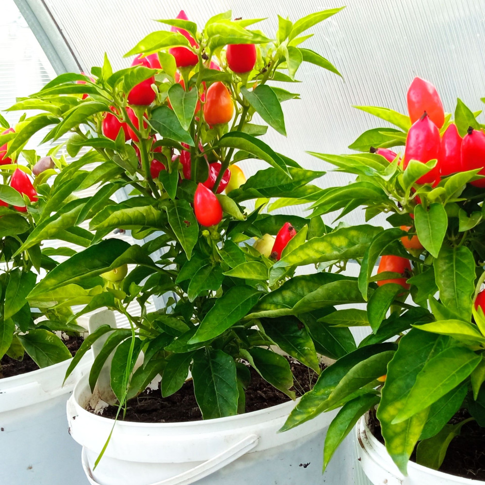 Семена острого перца Autumn daylight-3