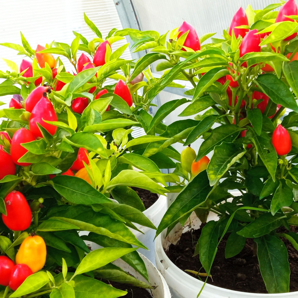 Семена острого перца Autumn daylight