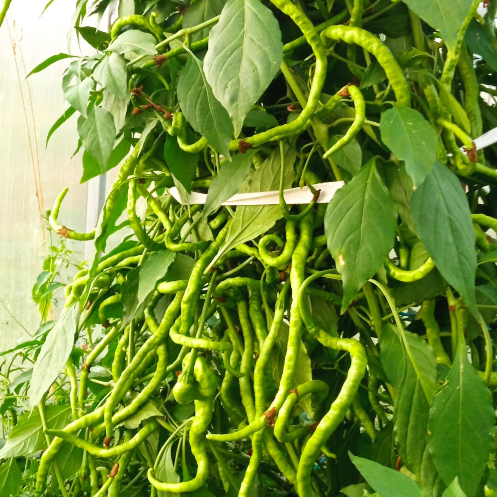 Семена острого перца Thunder Mountain Longhorn-2