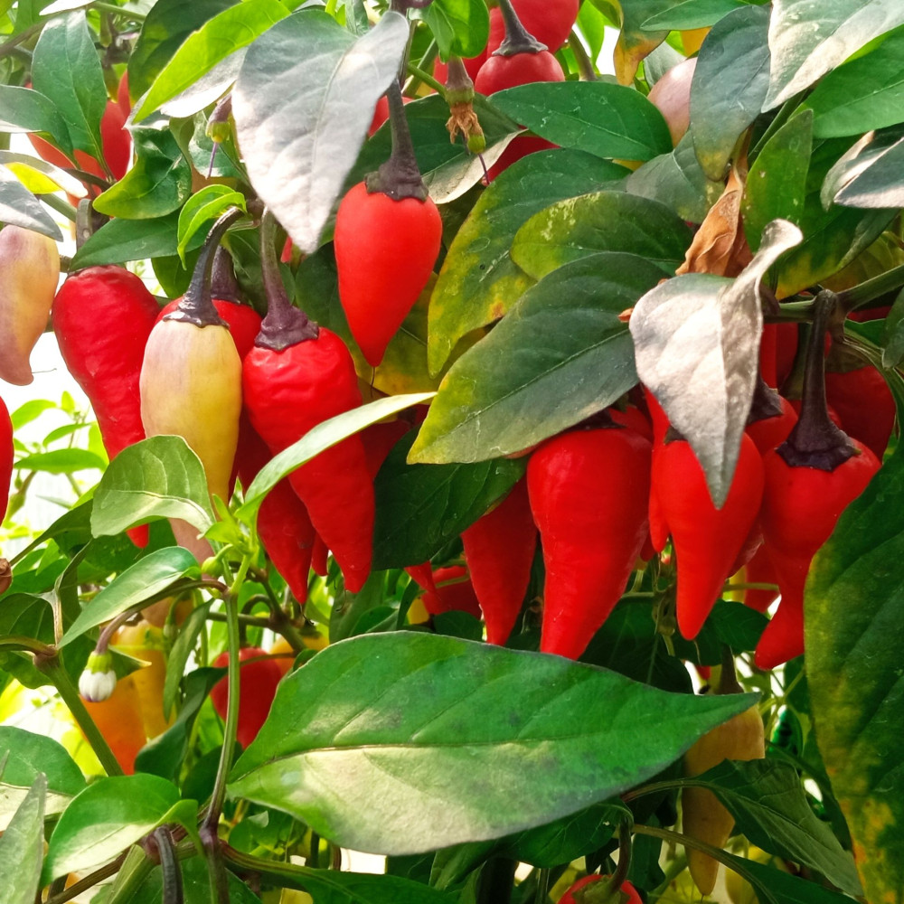 Семена острого перца Purple gum brazil