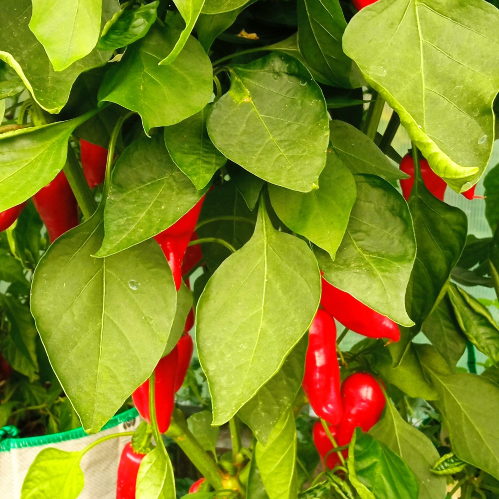 Семена острого перца Bellezza-1