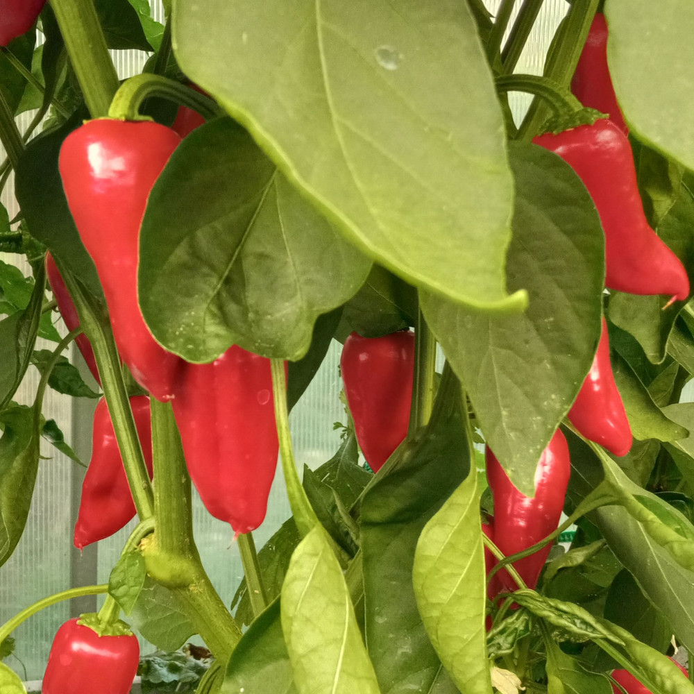 Семена острого перца Bellezza-2