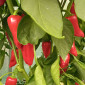 Семена острого перца Bellezza
