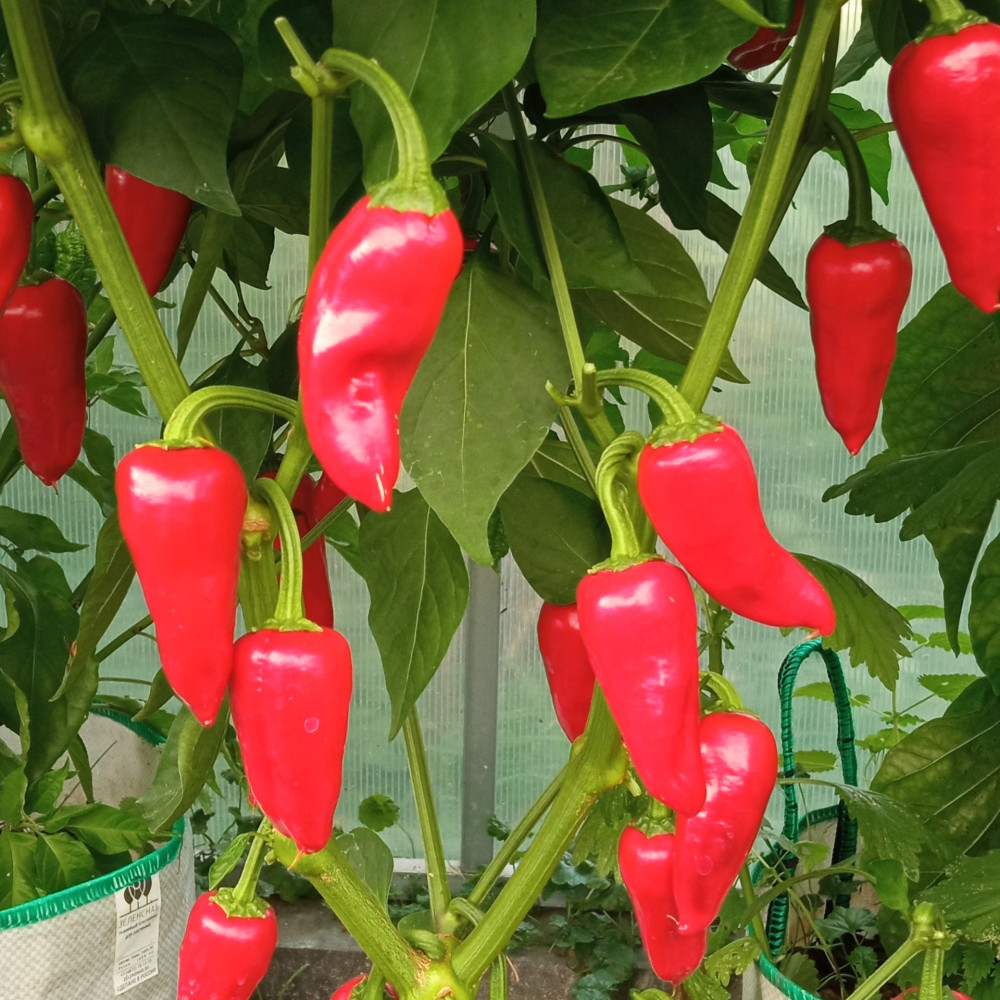 Семена острого перца Bellezza-3