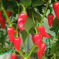 Семена острого перца Bellezza