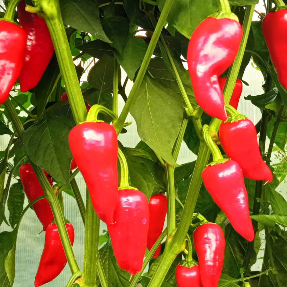 Семена острого перца Bellezza