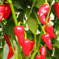 Семена острого перца Bellezza