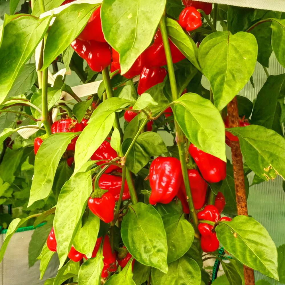 Семена острого перца Black Scorpion Tongue-1