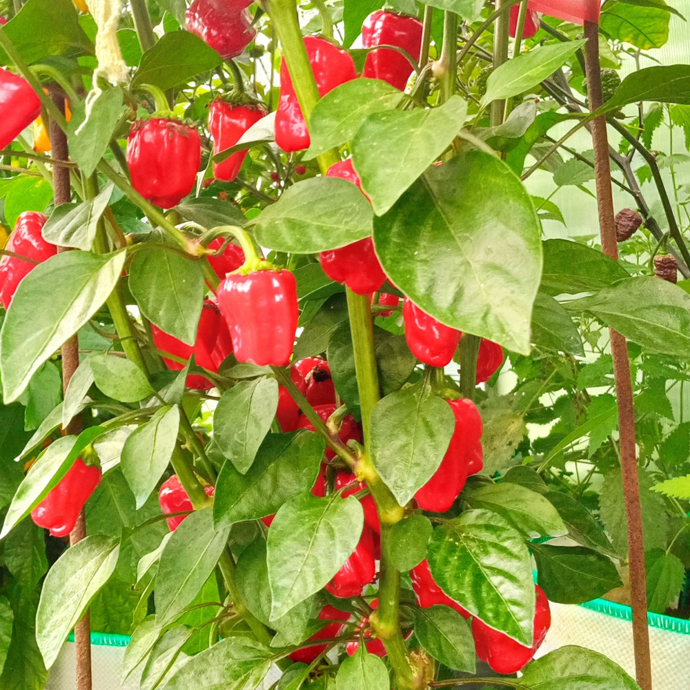 Семена острого перца Black Scorpion Tongue-2