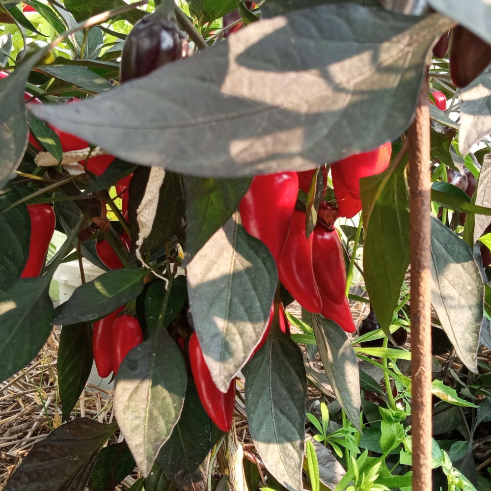 Семена острого перца Count Dracola-3