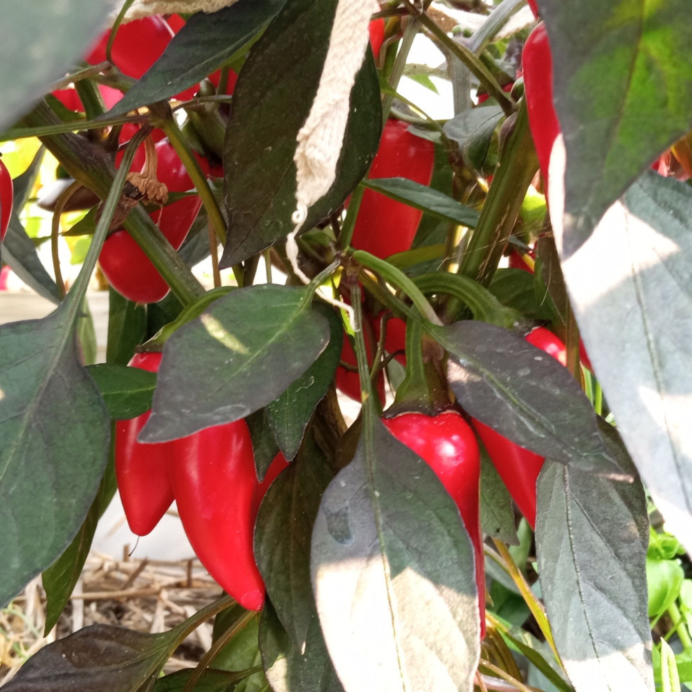 Семена острого перца Count Dracola-2