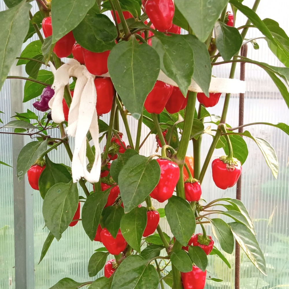 Семена острого перца Black Scorpion Tongue-3