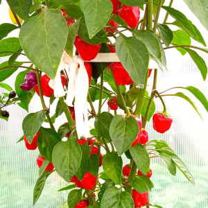 Black Scorpion Tongue