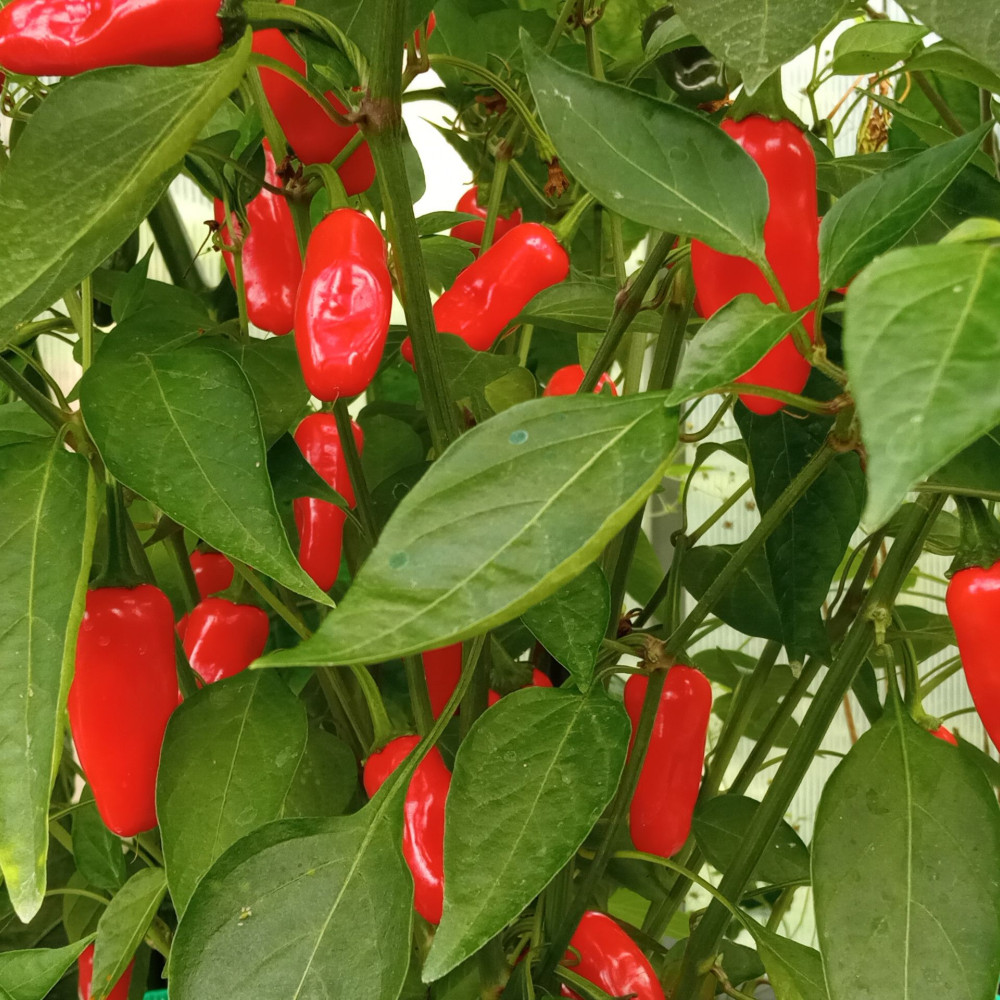 Семена острого перца Tabasco Red Fatty