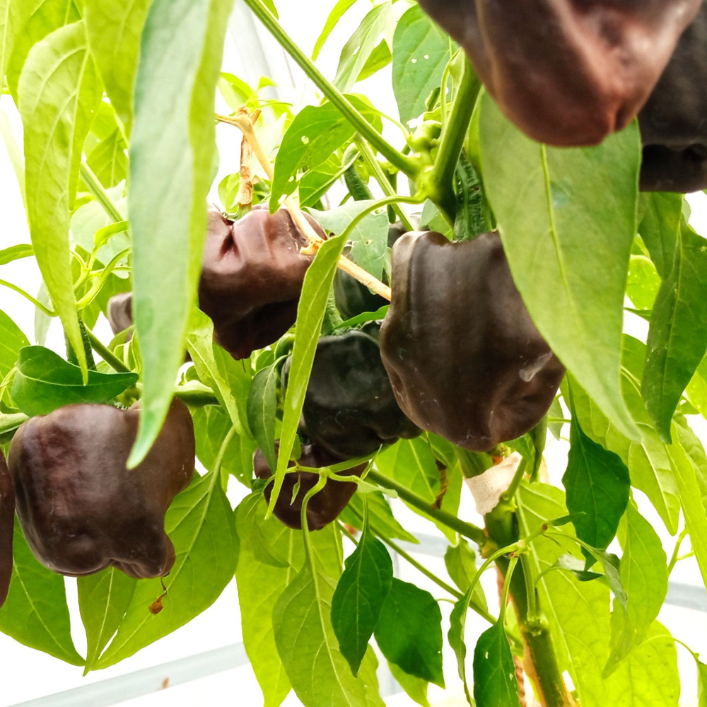 Семена острого перца Chilhuacle Negro-1